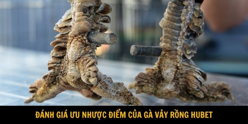 Đánh giá ưu nhược điểm của gà vảy rồng