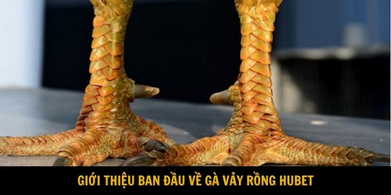 Giới thiệu ban đầu về gà vảy rồng